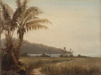 Cocotiers au bord de la mer